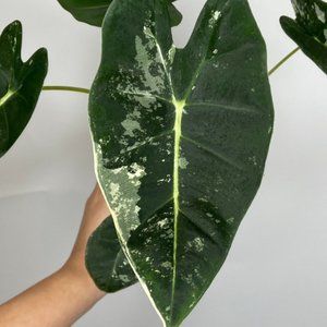 Variegated Frydek Corm